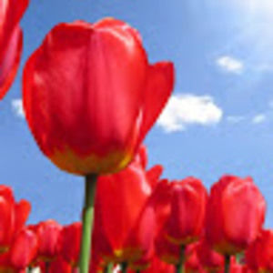 Meet your Posher, Alisha